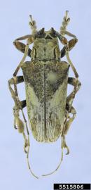  Hesychotypa magnifica ; © E.H. Nearns